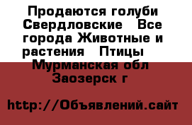 Продаются голуби Свердловские - Все города Животные и растения » Птицы   . Мурманская обл.,Заозерск г.